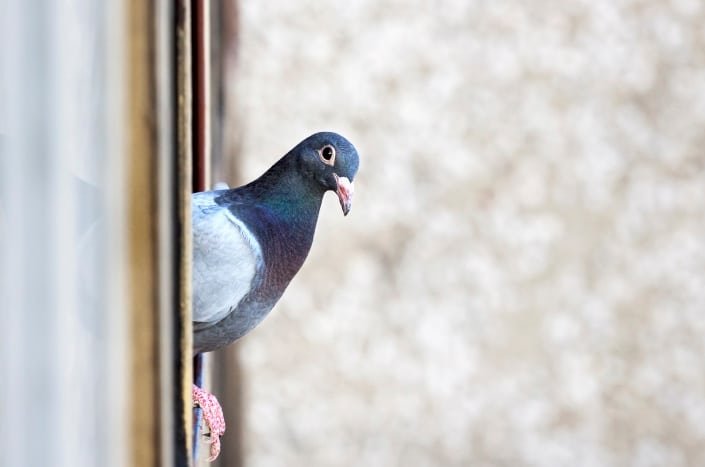What Google's Pigeon update means for law firm local results