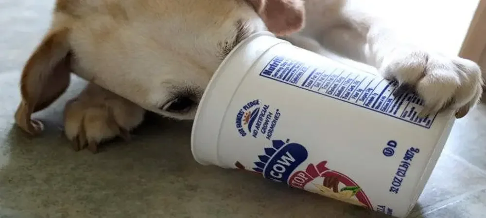 how much dog eating yogurt