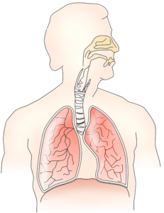 Respiratory-Health-Lungs-Breathing