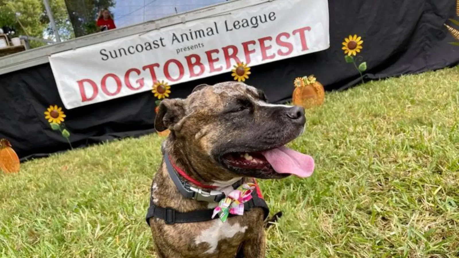 webpdoctoberfest