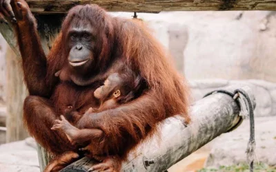 ZooTampa Welcomes Third Generation Baby Orangutan
