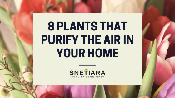 8 plants that purify the air in your home