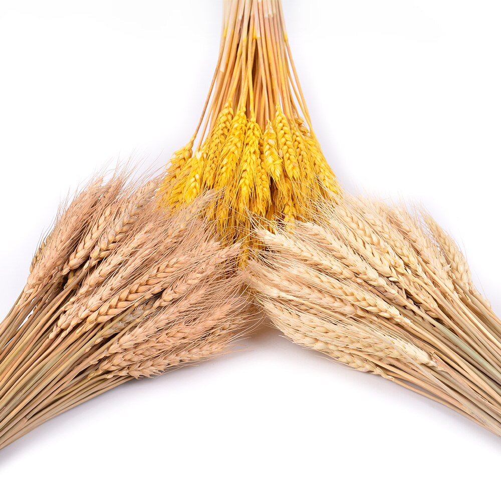 Real Wheat Ear Flower Natural Dried Real Wheat Ear Flower Natural Dried