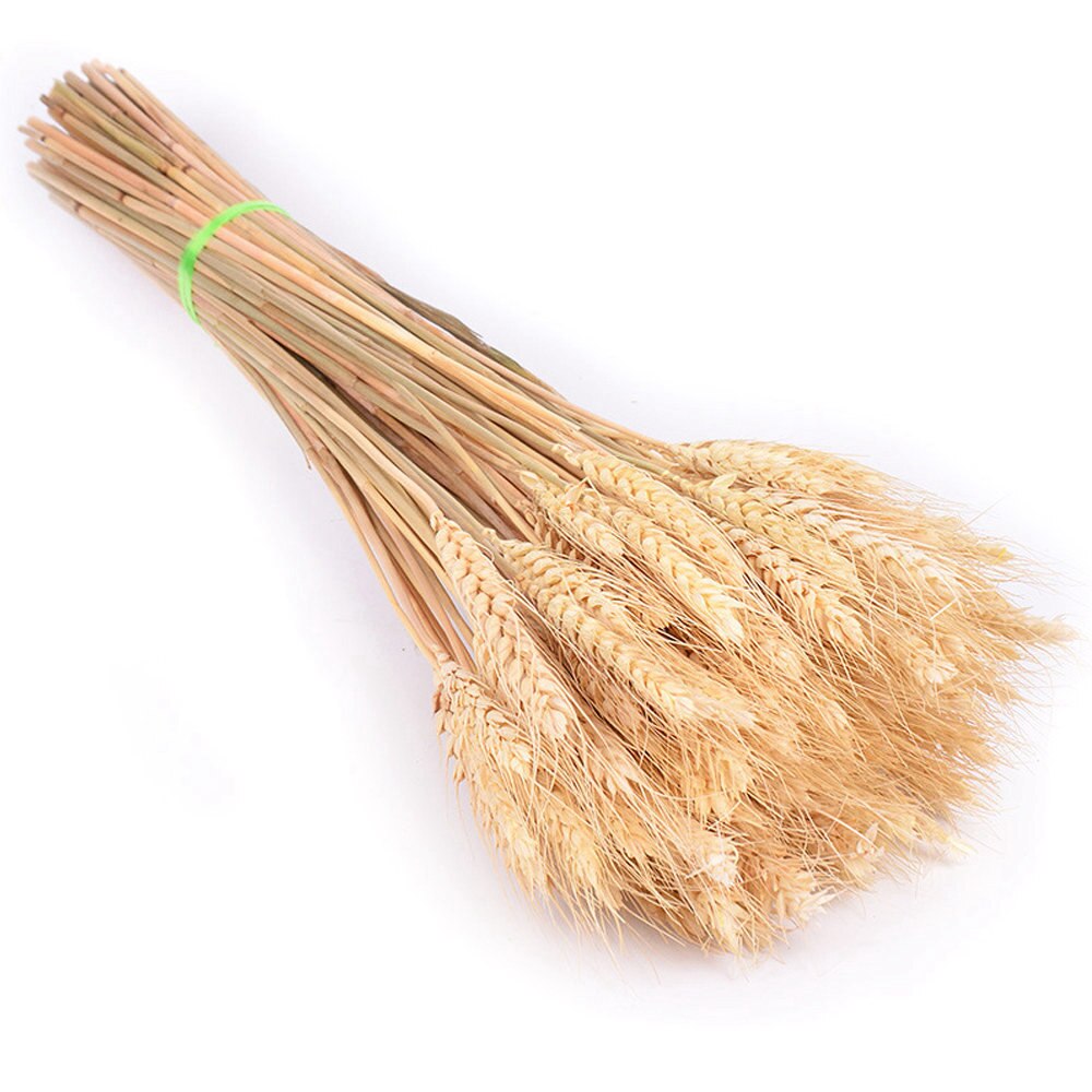Real Wheat Ear Flower Natural Dried Real Wheat Ear Flower Natural Dried