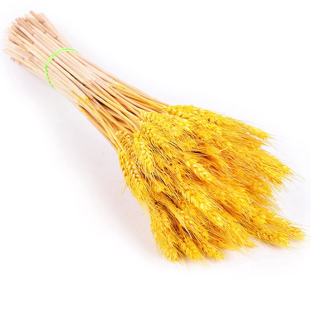 Real Wheat Ear Flower Natural Dried Real Wheat Ear Flower Natural Dried