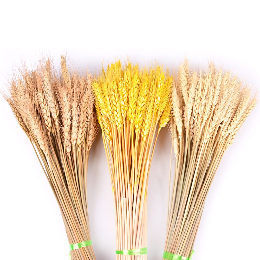 Real Wheat Ear Flower Natural Dried Real Wheat Ear Flower Natural Dried