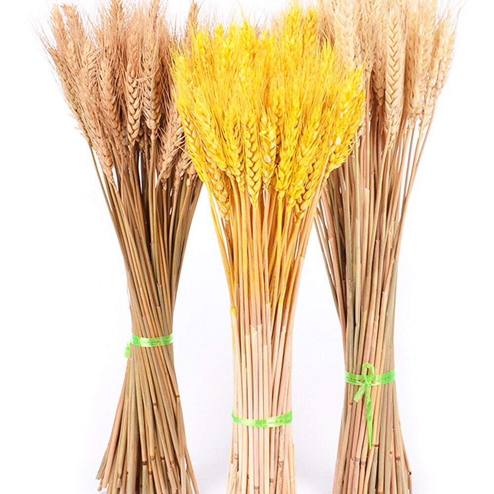 Real Wheat Ear Flower Natural Dried Real Wheat Ear Flower Natural Dried