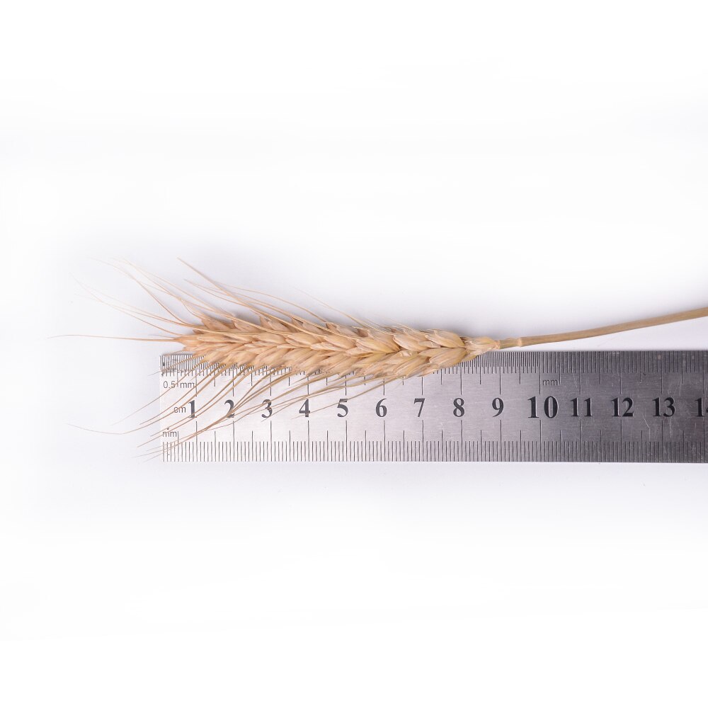 Real Wheat Ear Flower Natural Dried Real Wheat Ear Flower Natural Dried