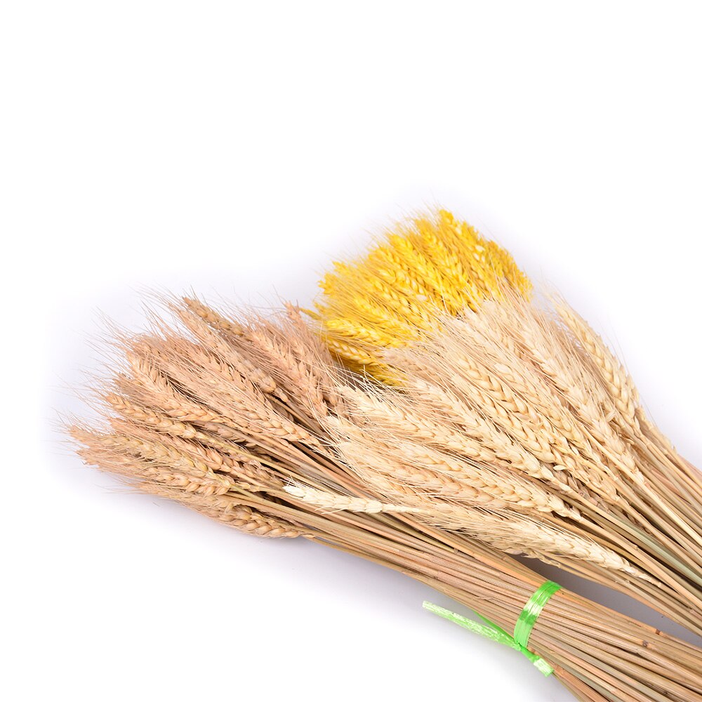 Real Wheat Ear Flower Natural Dried Real Wheat Ear Flower Natural Dried