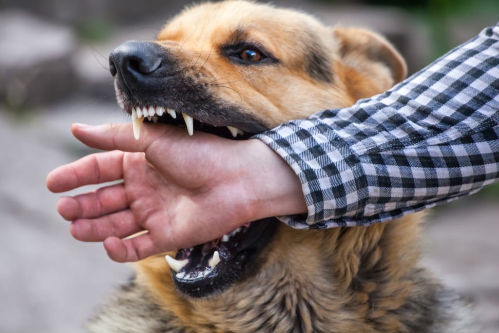 What to do if You Have Been Attacked by a Dog