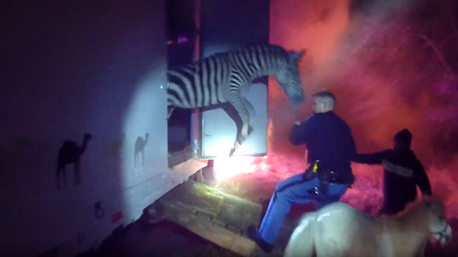 Indiana police rescue circus animals from burning truck along I-69, bodycam video shows - Fox News