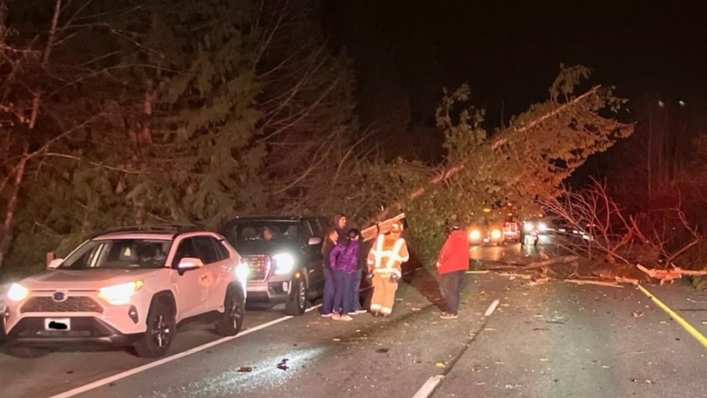 1 dead after tree falls on car near Issaquah - KING5.com