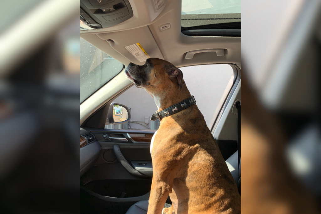 Woman Finds Dog in the Back of Her Car, But There's Just One Problem - Newsweek