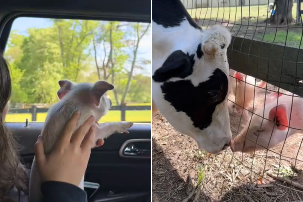 Piglets Save Themselves From Slaughter With Daring Leap From Truck - Newsweek