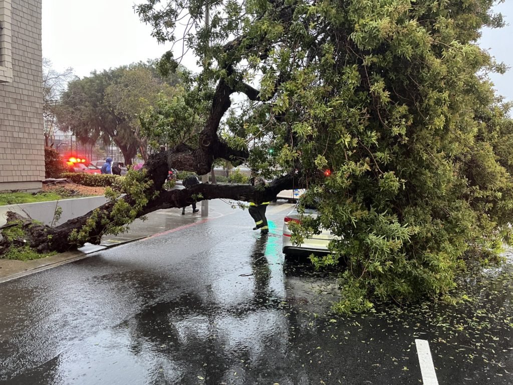4 injured after large tree collapses on car in SF’s Fillmore District - KRON4