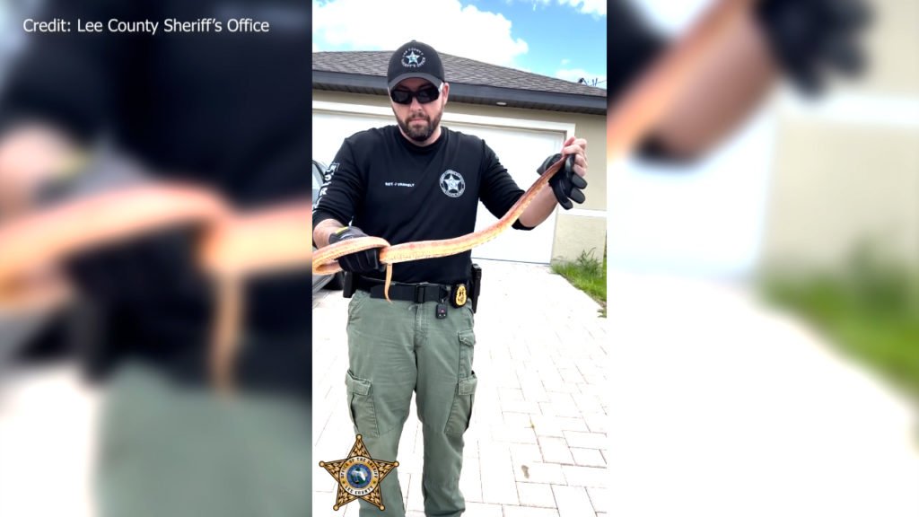 WATCH: Florida deputy pulls big snake out of car engine - WFLA