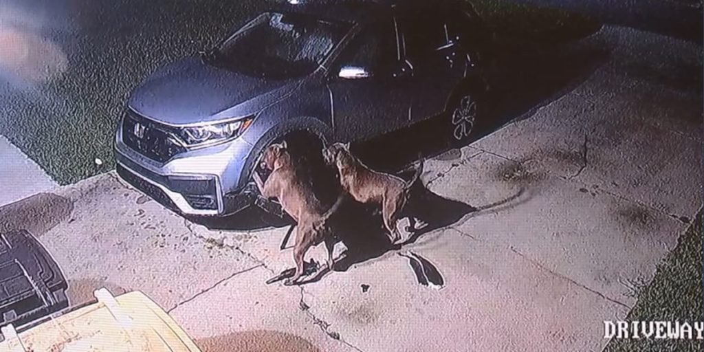 Aggressive dogs tear up car to get to cat, causing $3,000 in damage - Fox 12 Oregon