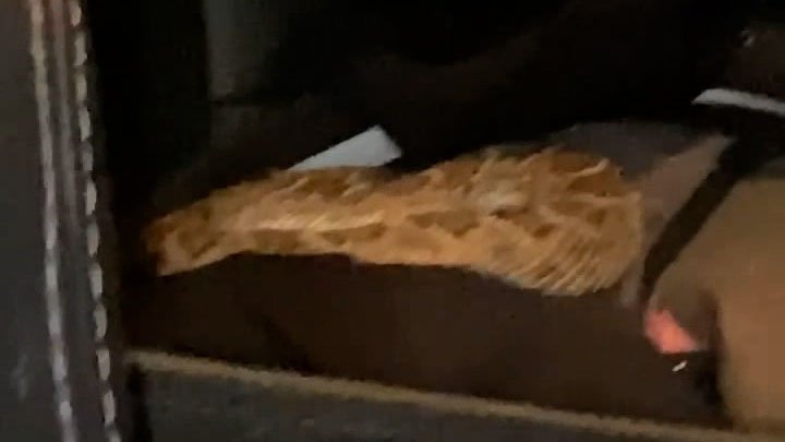 Arizona couple finds rattlesnake the backseat of the car - FOX 10 News Phoenix