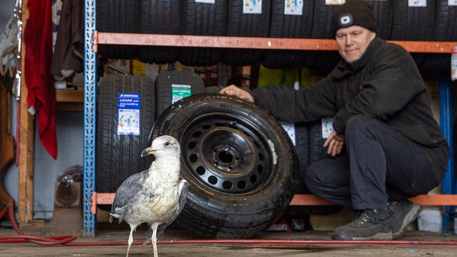 Car mechanic nurtures injured seagull, names the bird ‘Hopeful’ with optimism it will fly again - Fox News
