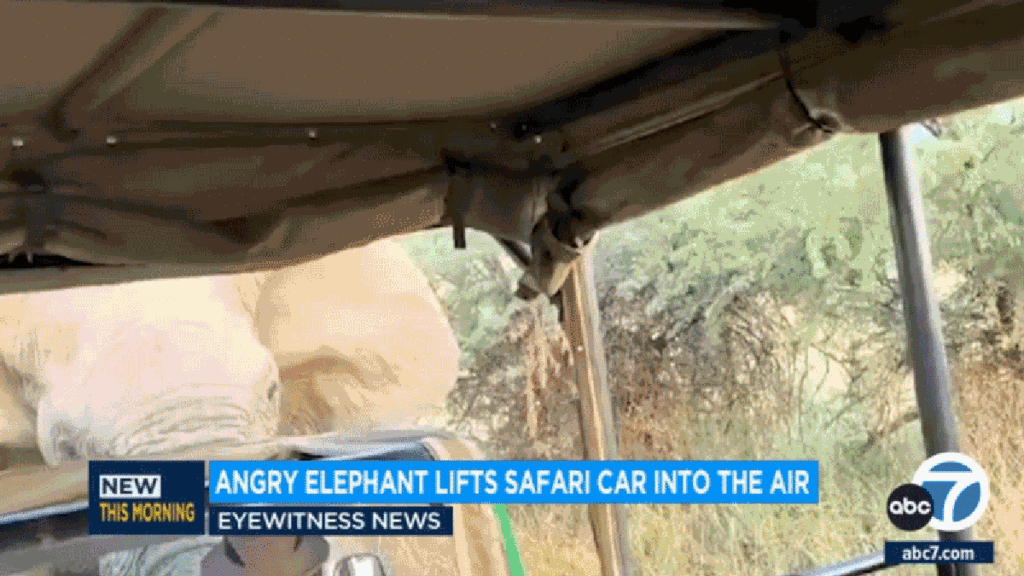 Pissed Off Elephant Lifts African Safari Truck In The Air - Jalopnik