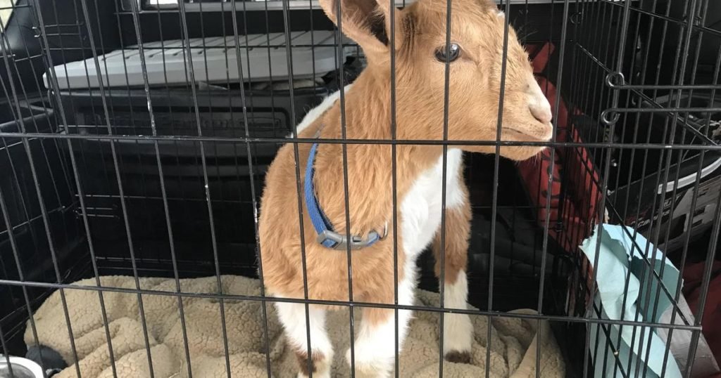 Baby goat found locked in car again, taken from owner - CBS News