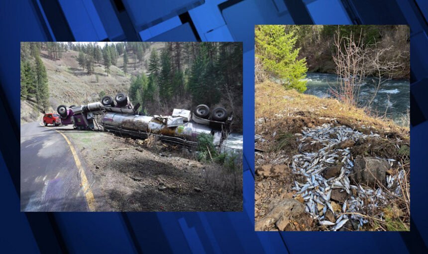 Thousands of spring Chinook smolts killed in NE Oregon fish tanker truck accident - KTVZ