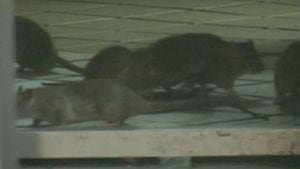 'They're just eating my car': Rats ravage car wires in Boston's South End - Yahoo! Voices