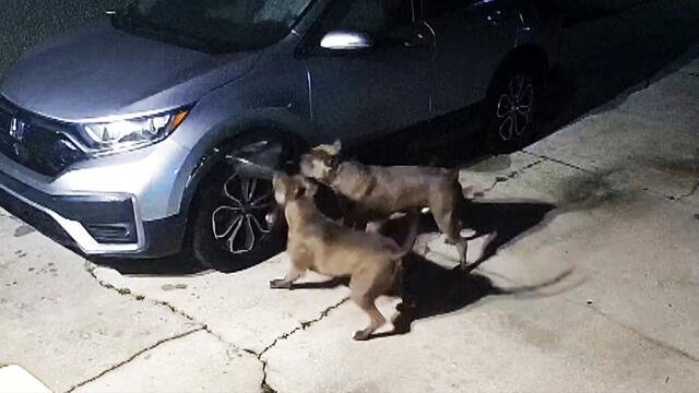Dogs Cause $3,000 in Car Damage After Trying to Catch Cat - Yahoo! Voices