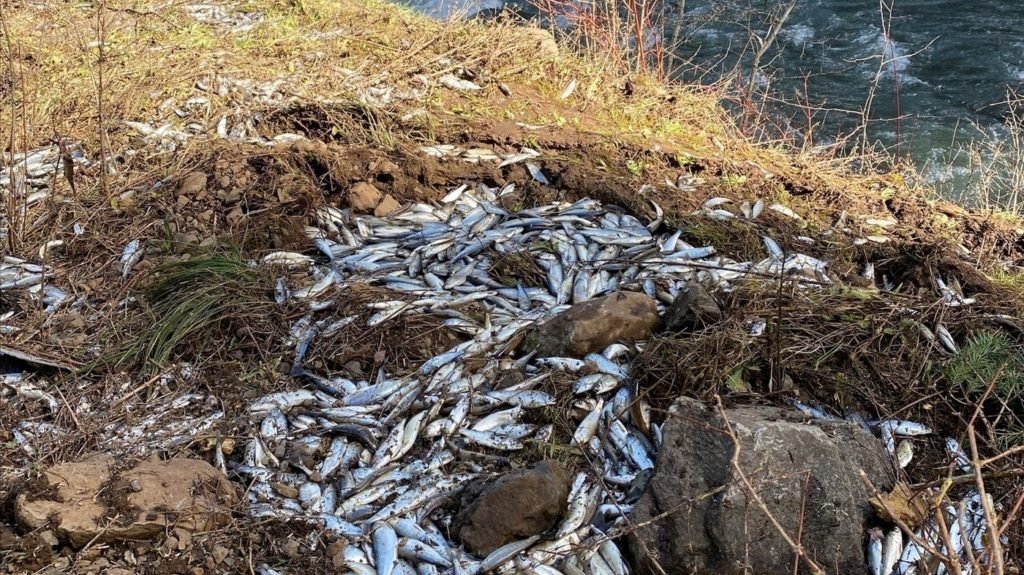 Truck carrying salmon overturns, sending the fish into the wrong stream - NPR