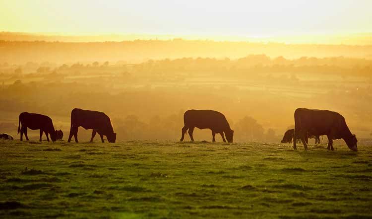 cattle grazing sunset