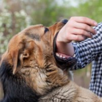 California Dog Bite Laws concept A male German shepherd bites a man by the hand.